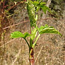 0409 2012.04.02 Budding Plants At Pecks Corner Shelter by Attila in Flowers