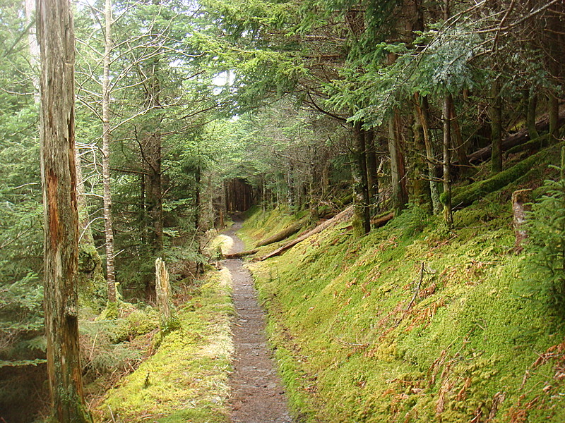 0420 2012.04.03 Trail North Of Tricorner Knob Shelter