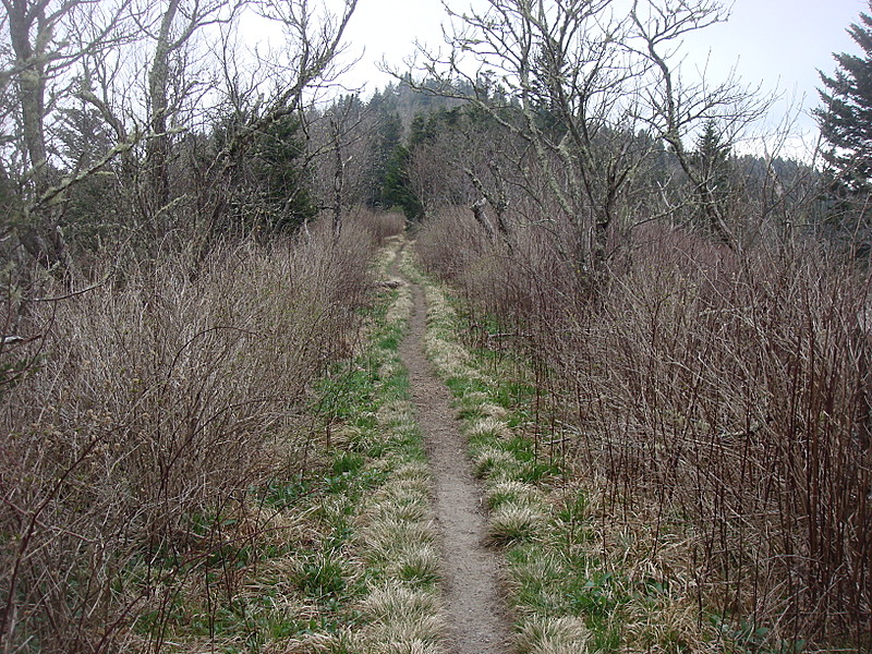 0423 2012.04.03 Trail North Of Tricorner Knob Shelter