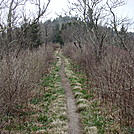 0423 2012.04.03 Trail North Of Tricorner Knob Shelter by Attila in Trail & Blazes in North Carolina & Tennessee