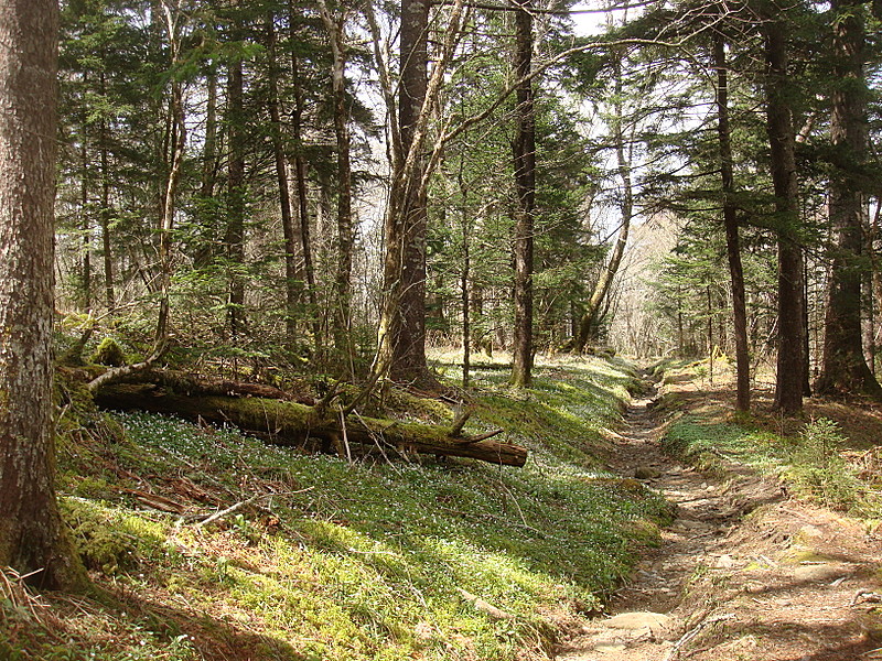 0428 2012.04.03 Snake Den Ridge Trail Leading Away From AT