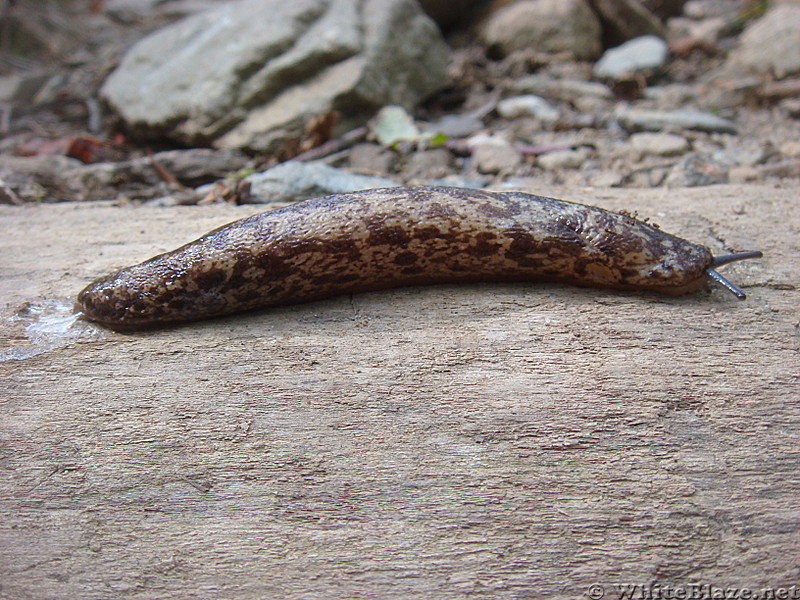 0439 2012.08.26 Slug Crossing Trail