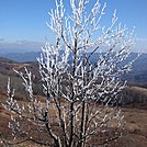 0479 2012.11.24 Frosty Tree On Max Patch by Attila in Views in North Carolina & Tennessee