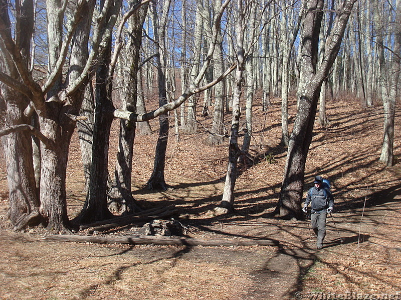 0481 2012.11.24 Campsite On North Side Of Max Patch