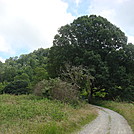 0515  2013.07.13 USFS road 113 On Mill Ridge by Attila in Views in North Carolina & Tennessee