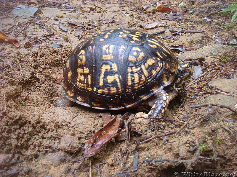 0530 2013.07.14 Turtle On Trail