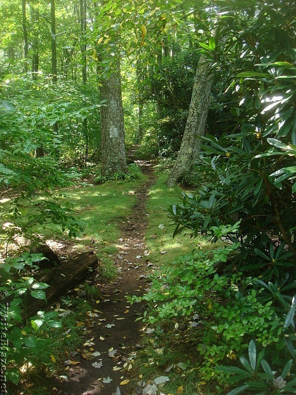 0534 2013.08.31 SOBO Trail From Little Laurel Shelter