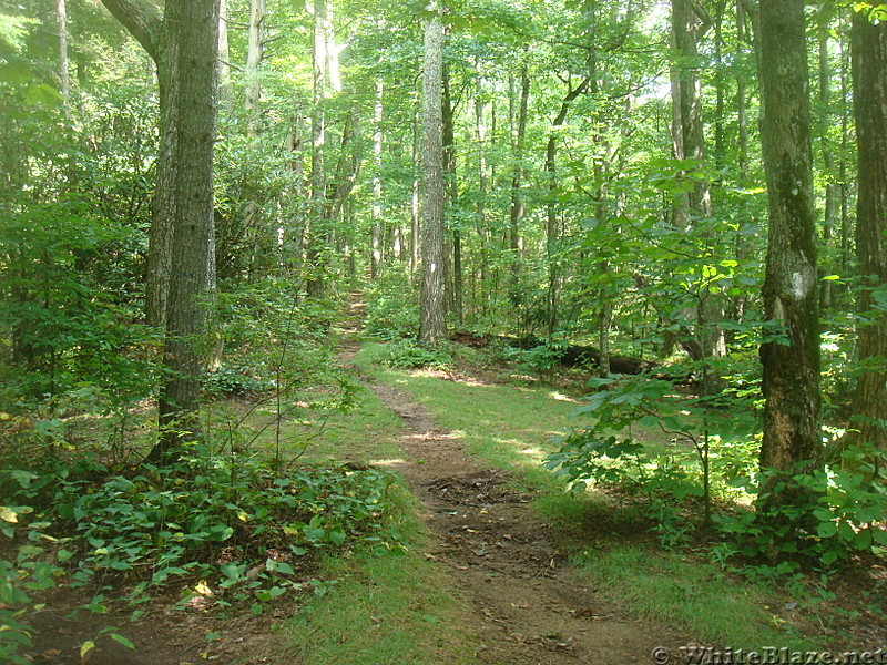 0535 2013.08.31 NOBO Trail From Little Laurel Shelter