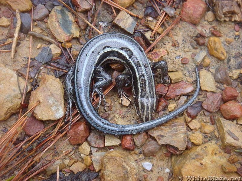 0591 2013.12.29 Plestiodon Fasciatus Juvenile