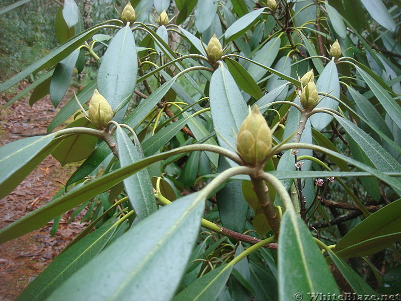 0592 2013.12.29 Rhododendron Bud