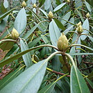 0592 2013.12.29 Rhododendron Bud by Attila in Other