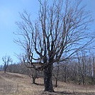 0615 2014.03.08 AT South Of Deep Gap by Attila in Trail & Blazes in North Carolina & Tennessee