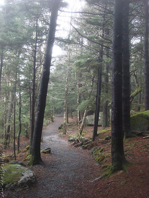 0656 2014.12.29 Trail North Of Carvers Gap