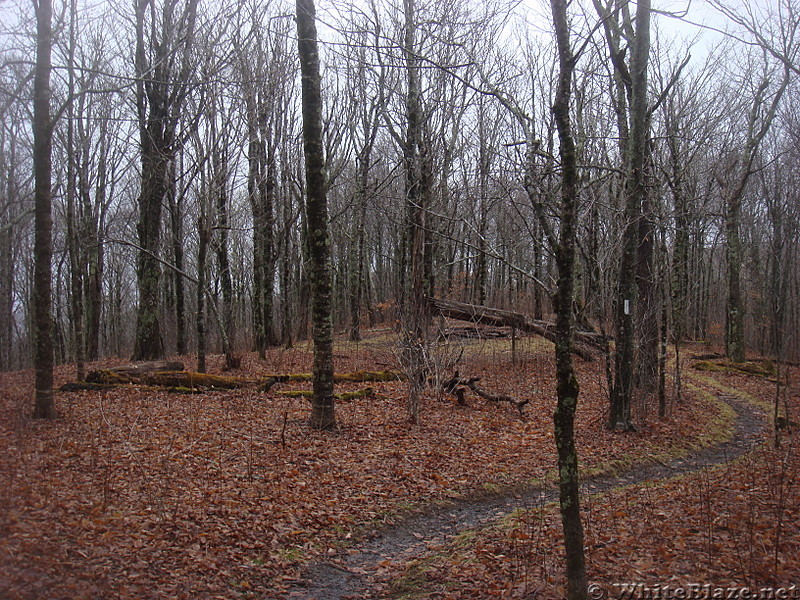 0662 2014.12.29 Trail South Of Stan Murray Shelter