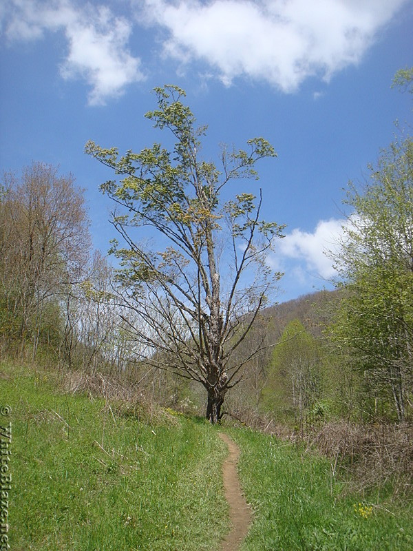 0689 2015.05.02 AT North Of Bear Branch