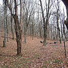 0740 2016.11.26 Campsite And Watersource ~1.4 Miles South Of Turkeypen Gap