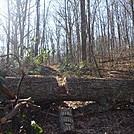 0750 2016.12.22 Tree On Trail by Attila in Trail & Blazes in North Carolina & Tennessee