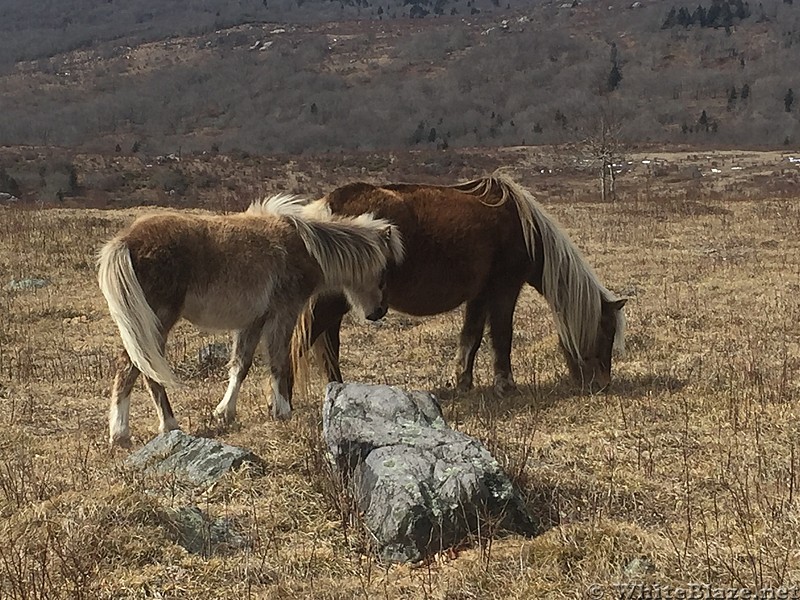 0805 2017.02.18 More Ponies On Stone Mountain