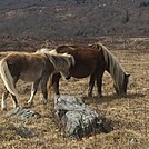 0805 2017.02.18 More Ponies On Stone Mountain