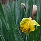 0819 2017.02.28 Daffodil Patch Southside Of Holston River