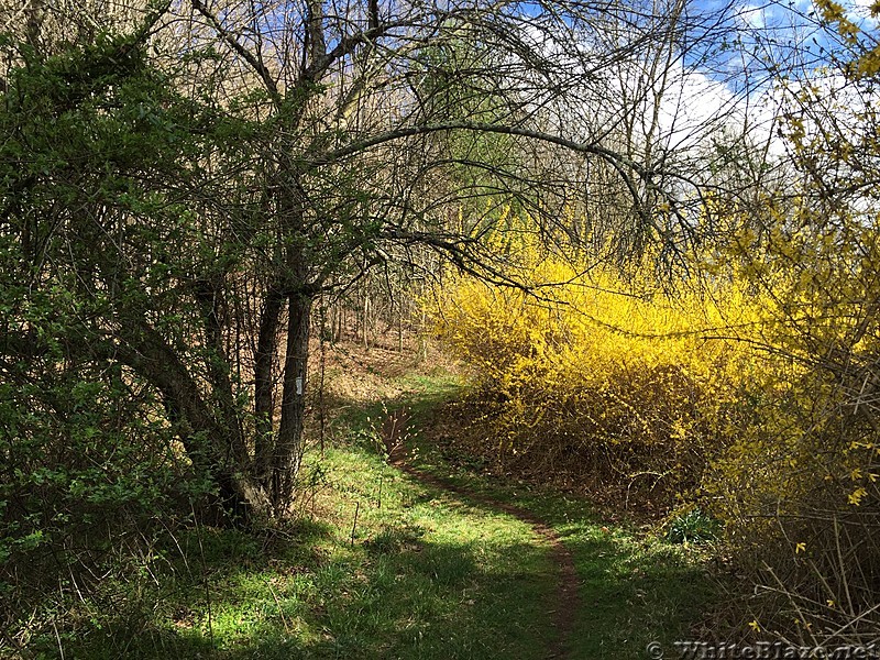 0830 2017.04.01 Forsythia Bushes On Southside Of Kegley Lane VA 729