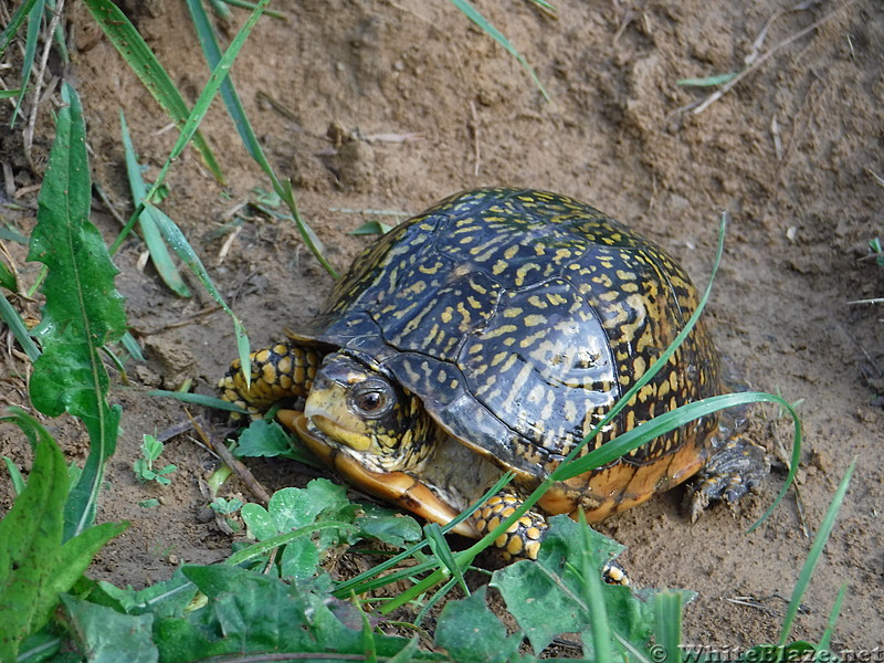 0846 2017.05.20 Turtle