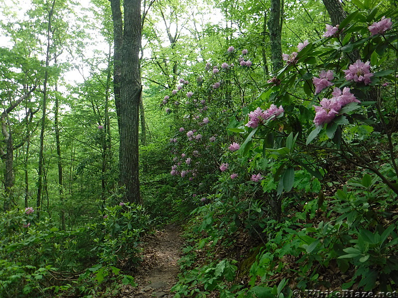 0849 2017.05.20 Mountain Laurel North Of  Knot Maul Branch Shelter