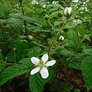 0859 2017.05.21 White Flowers On AT South Of VA 623