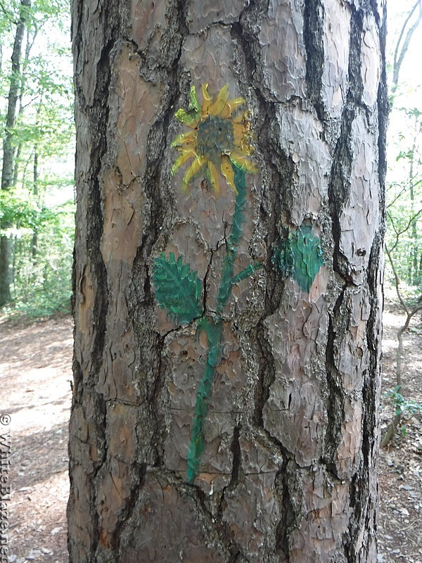 0869 2017.09.04 Sunflower Painting At Jenny Knob Shelter