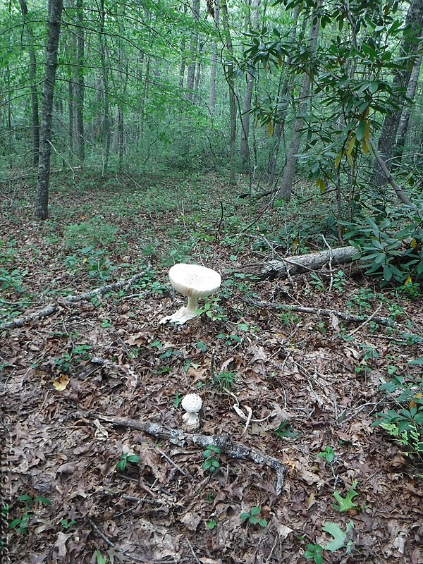 0879 2017.09.05 Mushroom