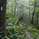 0883 2017.09.06 Fallen Tree On AT North Of USFS 103 Big Horse Gap Gravel Road by Attila in Trail & Blazes in Virginia & West Virginia