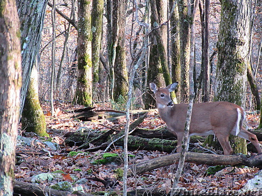 0908 2018.11.06 Whitetail Deer