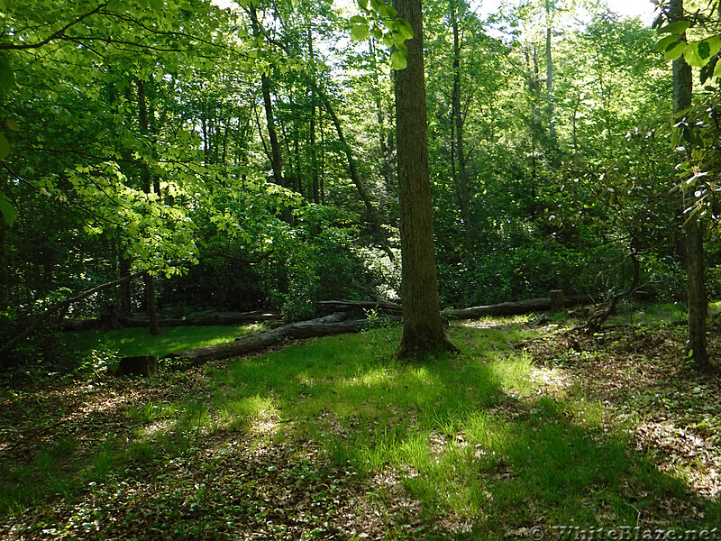 0932 2020.05.31 Campsite North Of VA 632