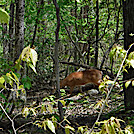 0936 2020.05.31 Deer North Of Kelly Knob