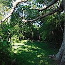 0953 2020.06.02 Campsite Under Keffer Oak