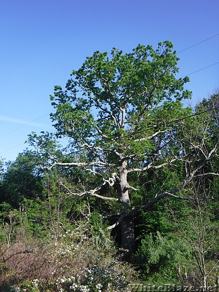 0952 2020.06.02 Keffer Oak