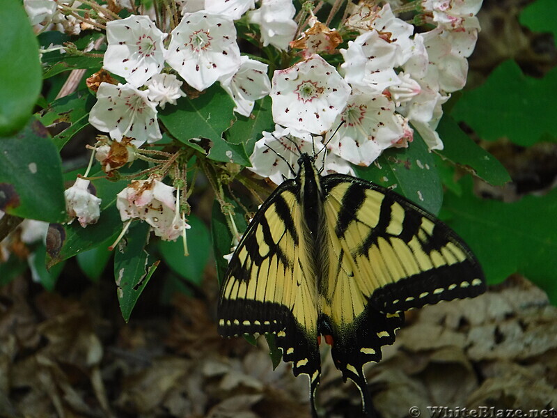 0963 2020.06.02 Butterfly