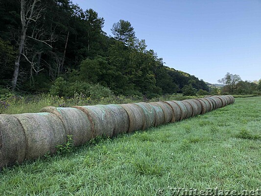 0987 2020.09.06 Pasture Between Catawba Creek And VA 785