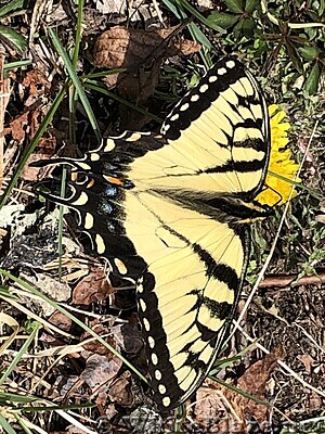 1018 2021.04.04 Butterfly On AT North Of Montvale Overlook