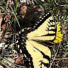 1018 2021.04.04 Butterfly On AT North Of Montvale Overlook by Attila in Other
