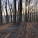 1033 2021.04.06 Campsite Next To AT On Fork Mountain Summit