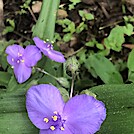 1039 2021.05.29 Flowers South Of Cornelius Creek Shelter by Attila in Flowers