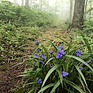 1040 2021.05.29 Flowers South Of Cornelius Creek Shelter by Attila in Flowers