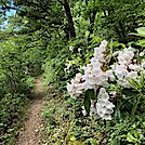 1044 2021.05.30 Flowers by Attila in Trail & Blazes in Virginia & West Virginia