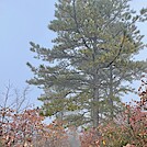 1111 2022.10.24 AT NOBO South Of Sawmill Run Overlook by Attila in Trail & Blazes in Virginia & West Virginia