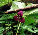 Purple Trillium by rainmakerat92 in Flowers