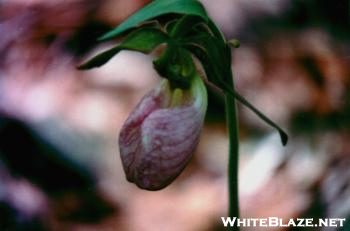 Pink Lady's Slipper