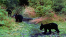 Three Cubs In The Smokies