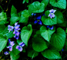 Wild Violets by rainmakerat92 in Flowers