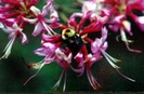 Bumblebee On Azalea